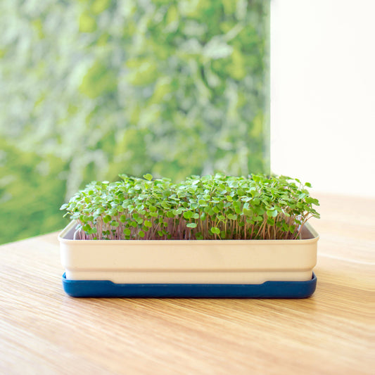 Microgreens starter kit