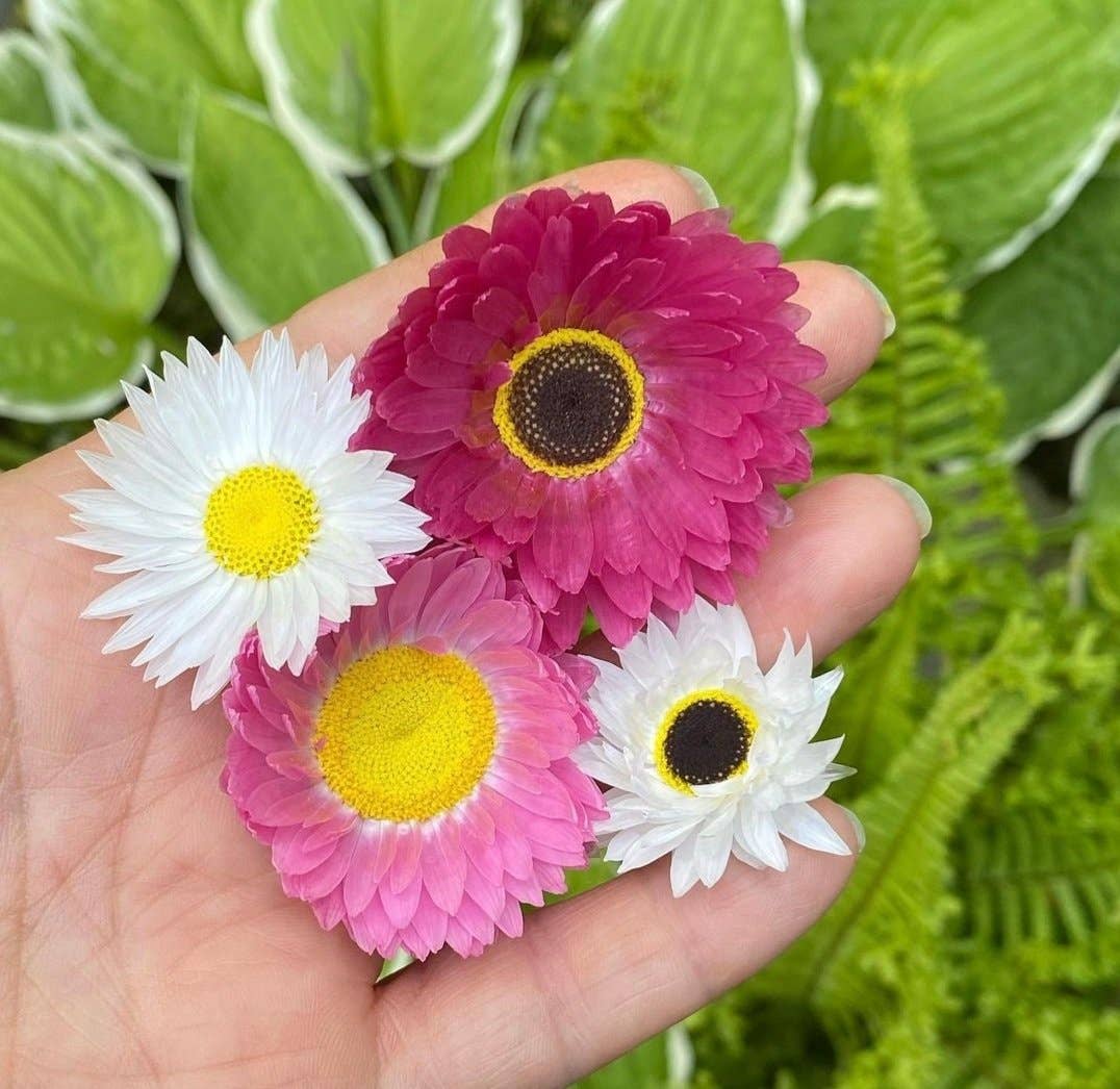 Everlasting Daisy Fields