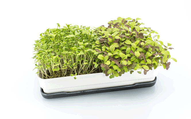Microgreens starter kit