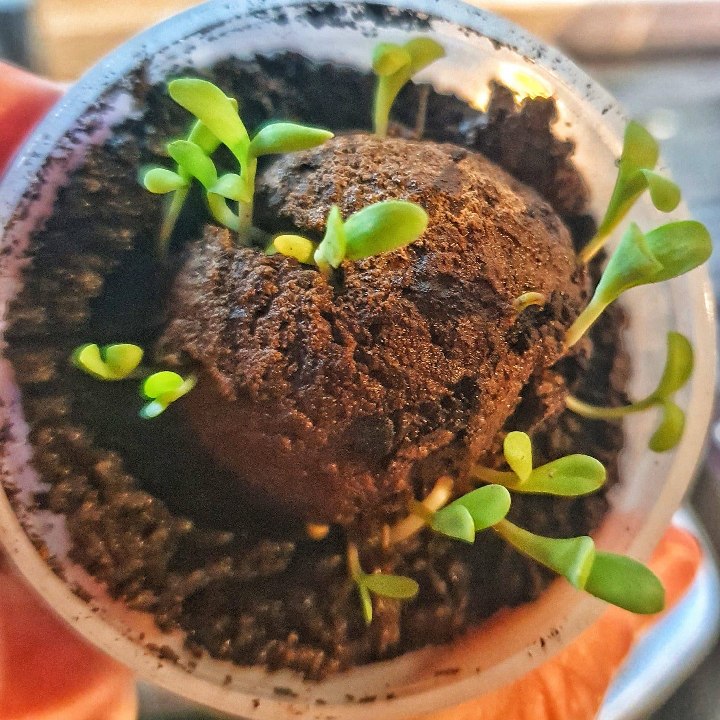 Wildflowers for Native Pollinators