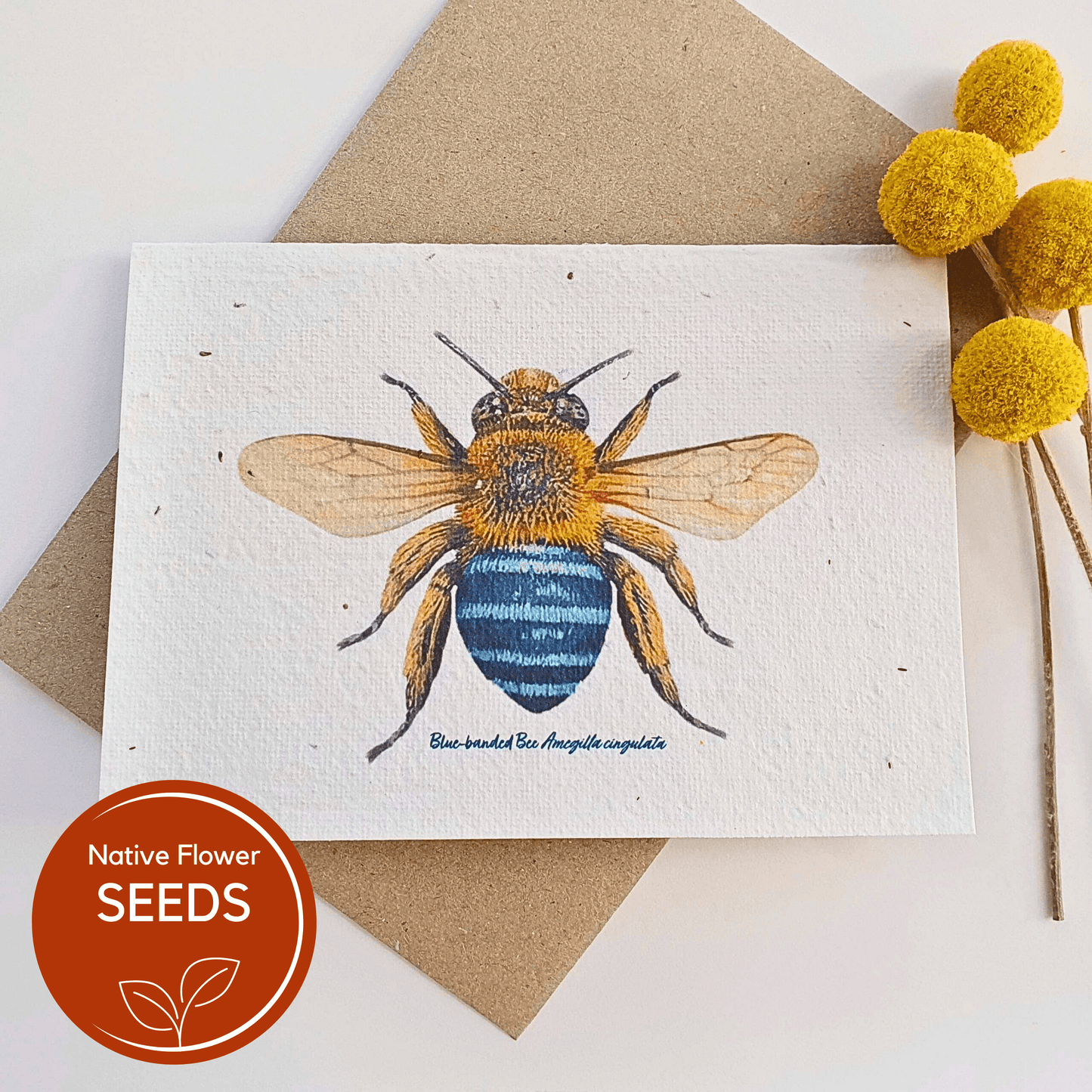 Plantable Blue-banded Bee Card - Lemon Scented Bottlebrush